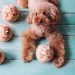 Beauty & Brains: Benefits of Coconut Oil for Dogs