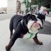 Top 5 Dog-Friendly Spots in New York City