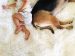 A Doula’s Guide to Prepping Your Dog for a New Baby