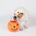 Keep Your Dog Safe From These Tricks in Halloween Treats