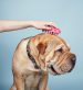 How to Keep Your Dog’s Skin and Coat Healthy