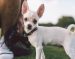 How to Keep Your Chihuahua’s Skin and Coat Healthy