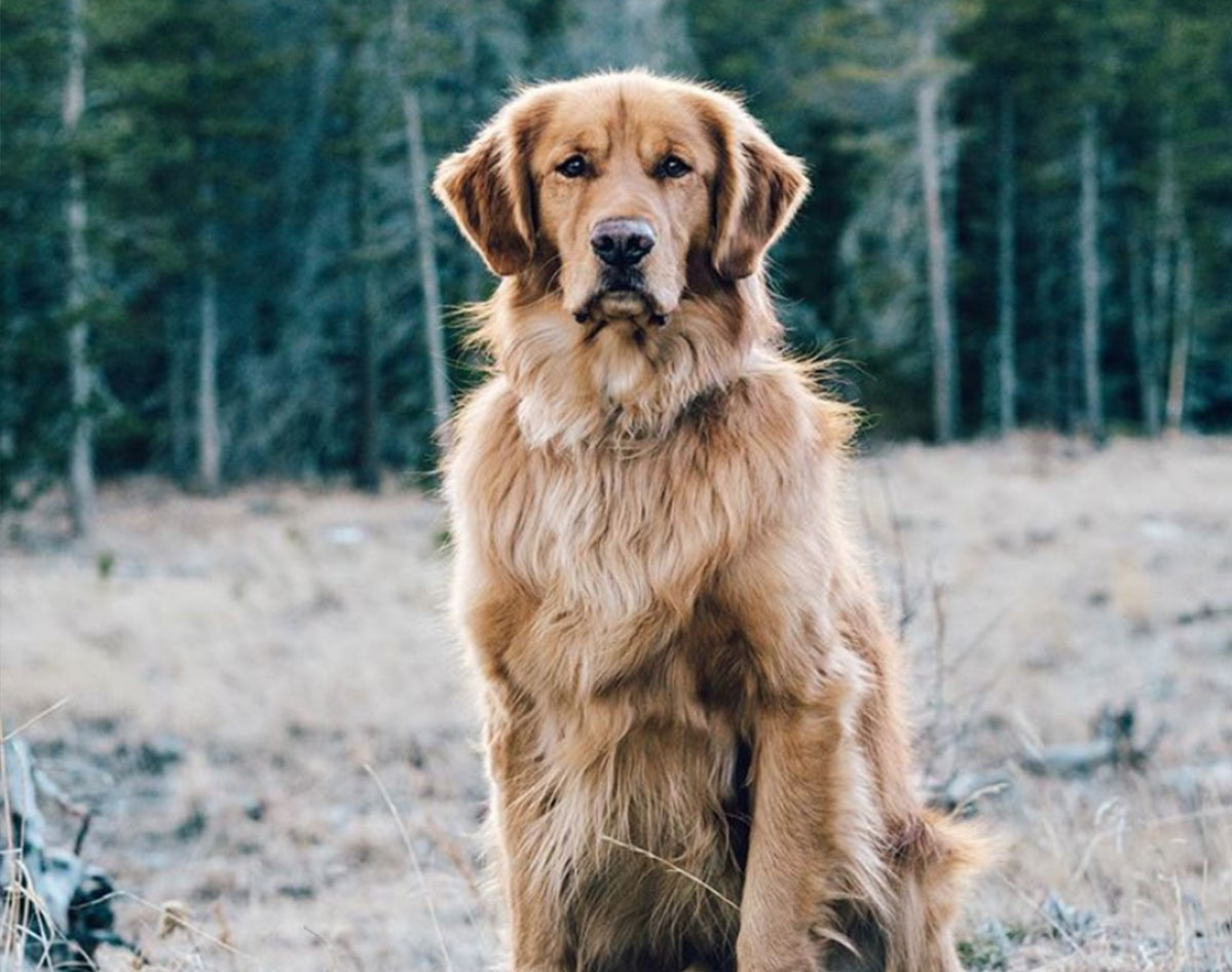 does golden retriever have hair or fur?