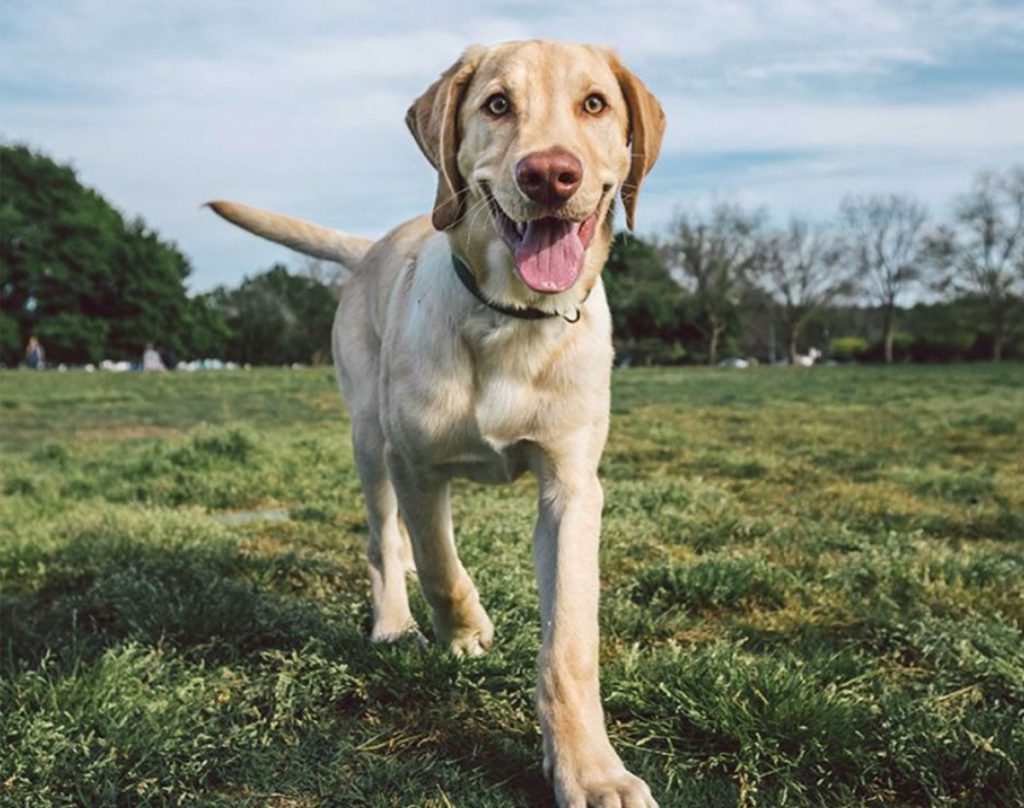 the-best-dog-food-for-liver-disease