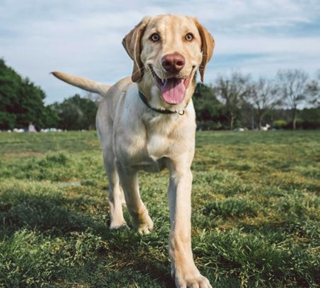 How To Keep Your Golden Retriever S Skin And Coat Healthy The Digest