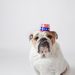 Ten Tips For Keeping Your Dog Safe This July 4th