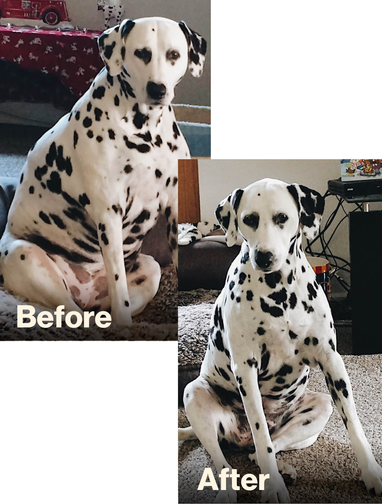 Fat dalmatian