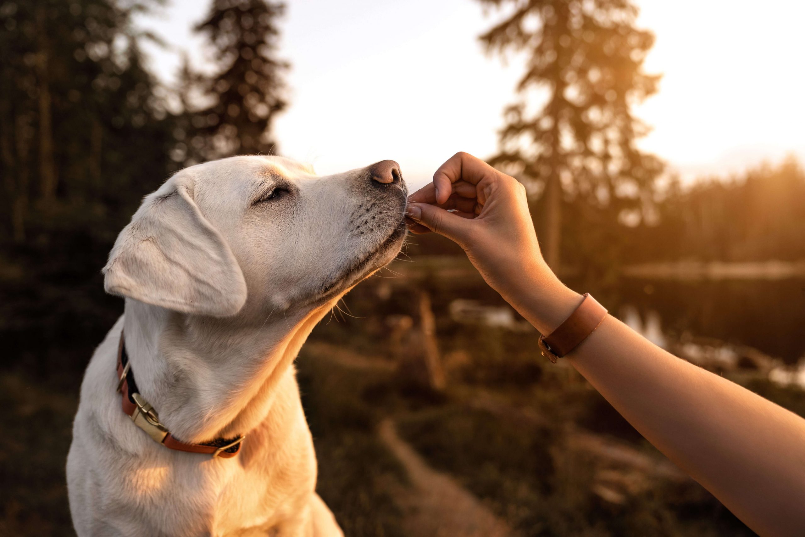 Obesity in Dogs