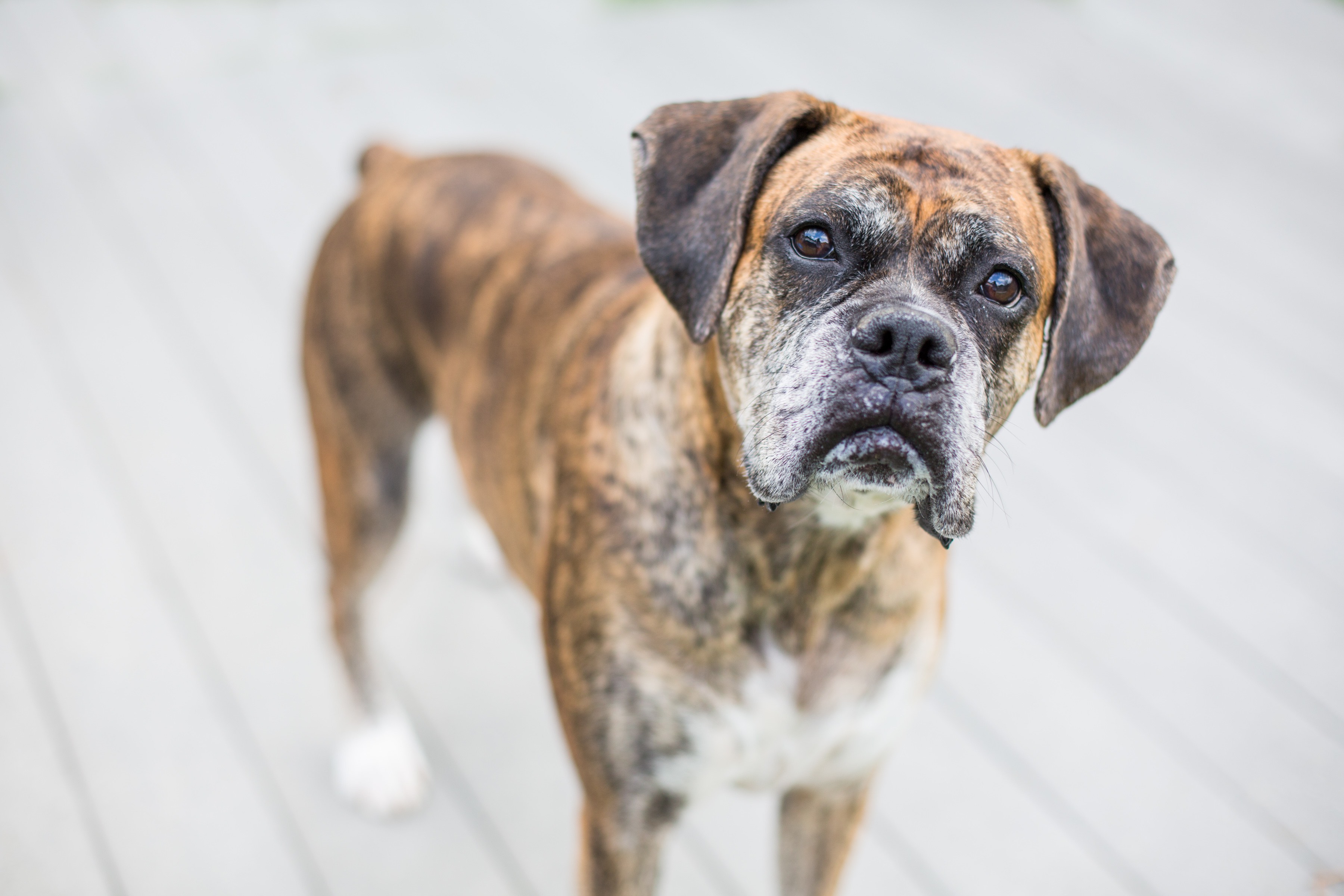 What You Need To Know About Fatty Tumors In Dogs