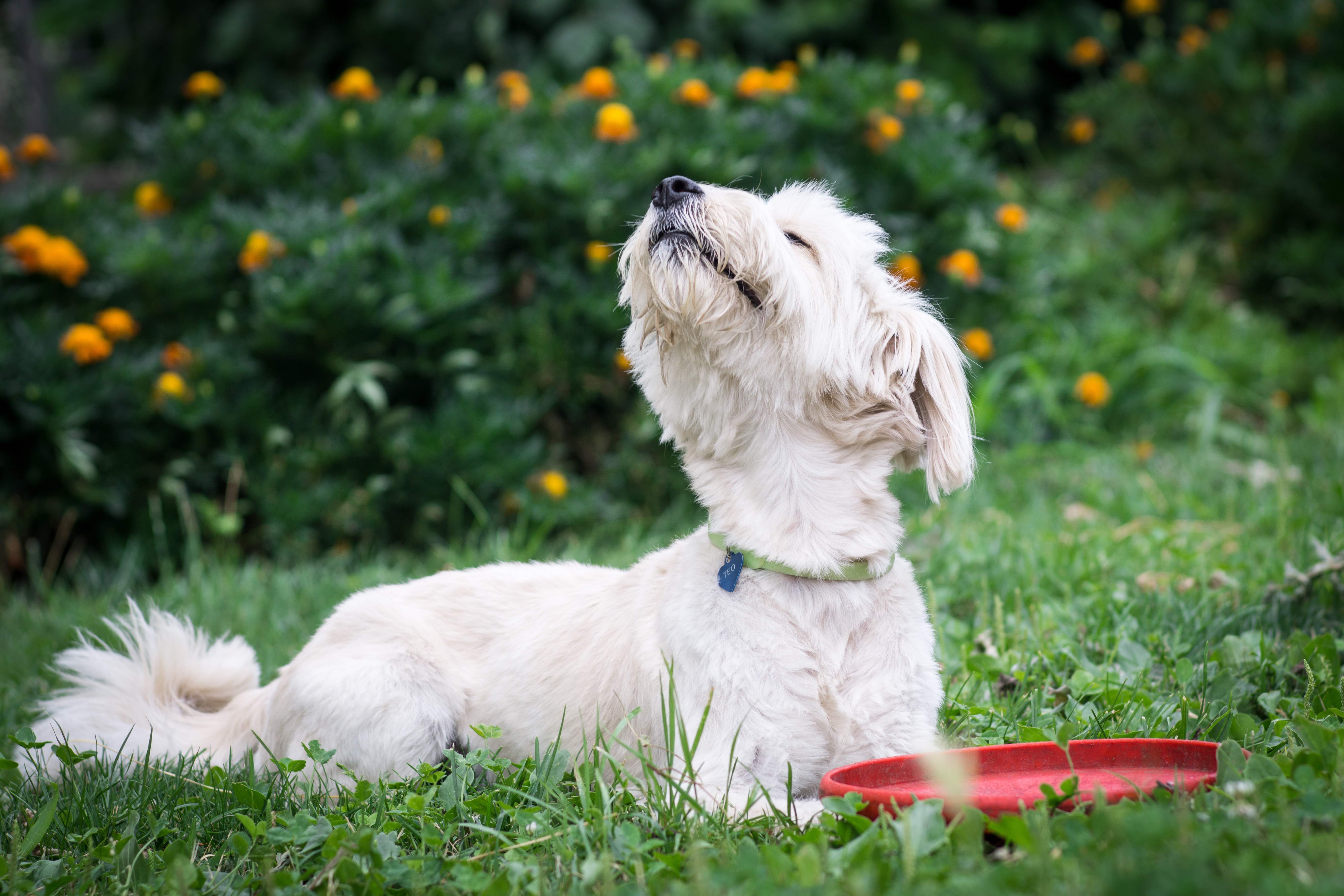 The Canine Gas Guide What To Know About Your Dog s Flatulence