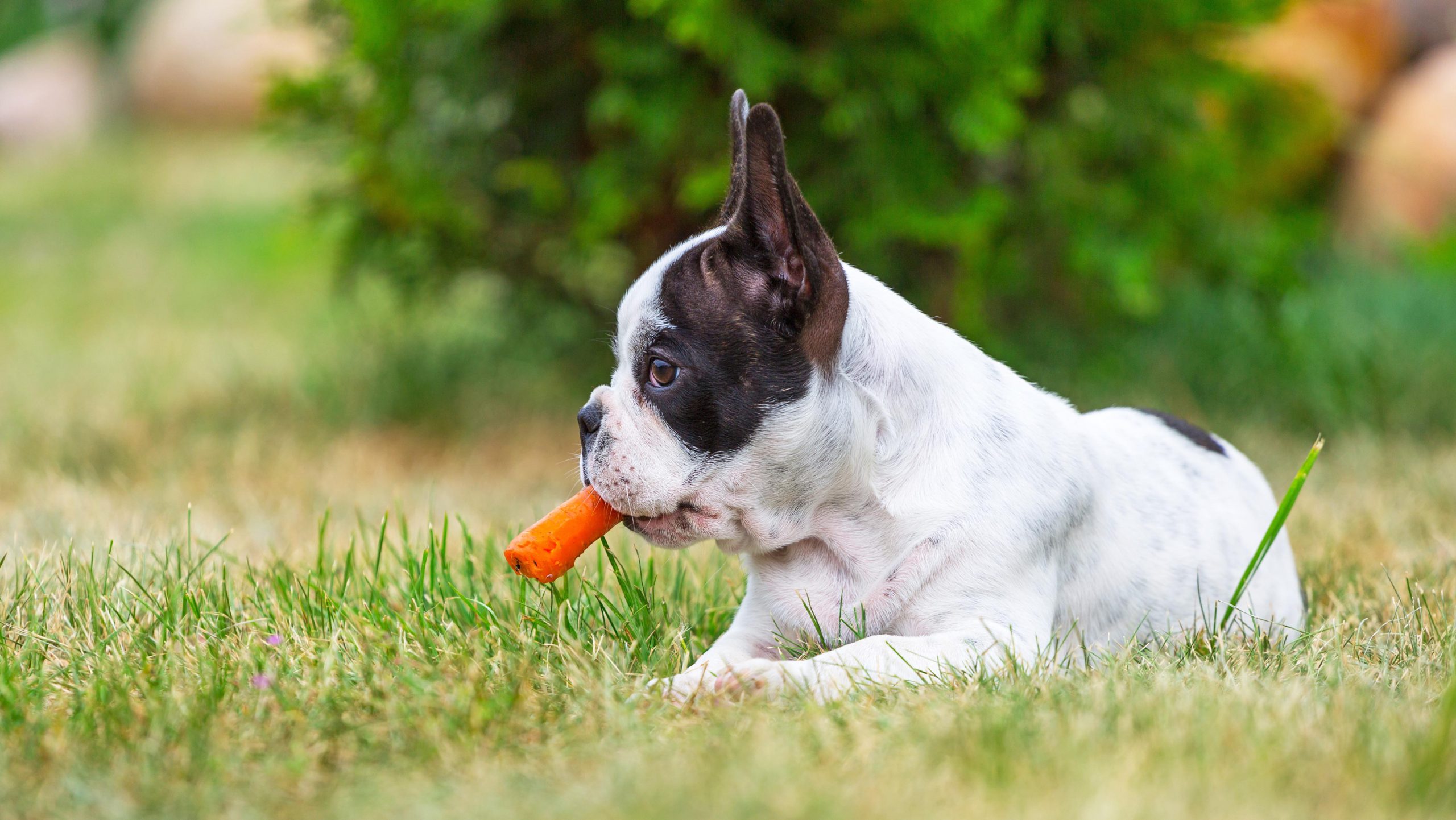 what can french bulldogs eat