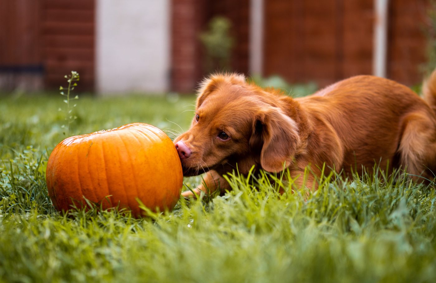 Pumpkin For Dogs Tips For Treating An Upset Stomach