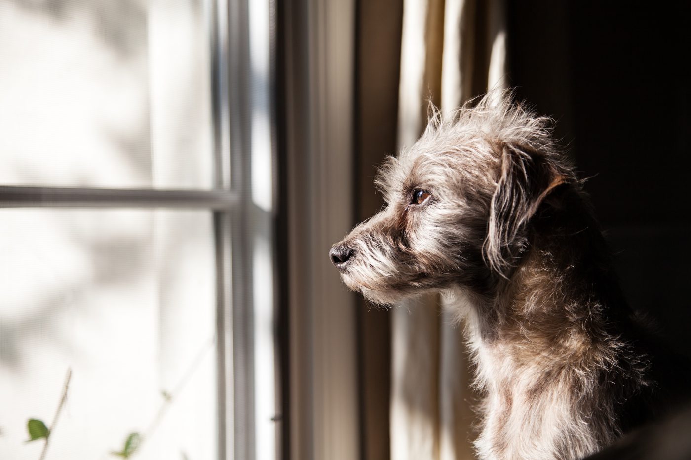 Separation Anxiety In Dogs Prevention And Training