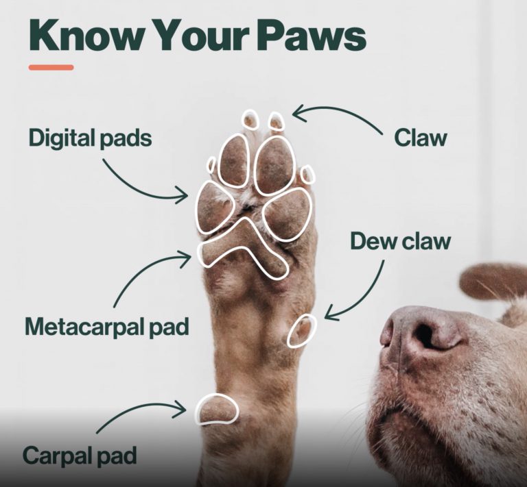 The Wonder of Your Dog's Paws and How To Take Care of Them - The Farmer's  Dog