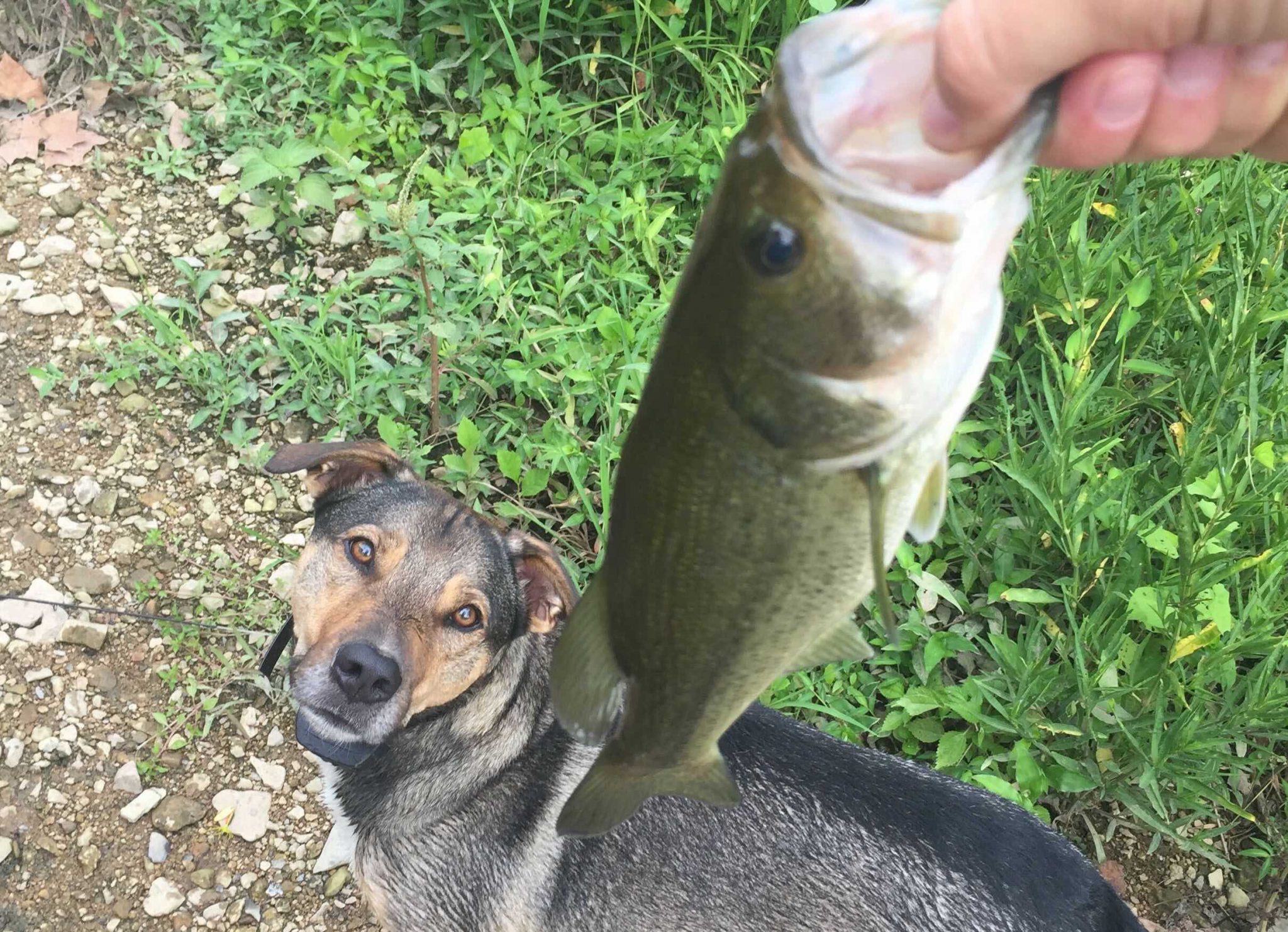 can-dogs-eat-fish