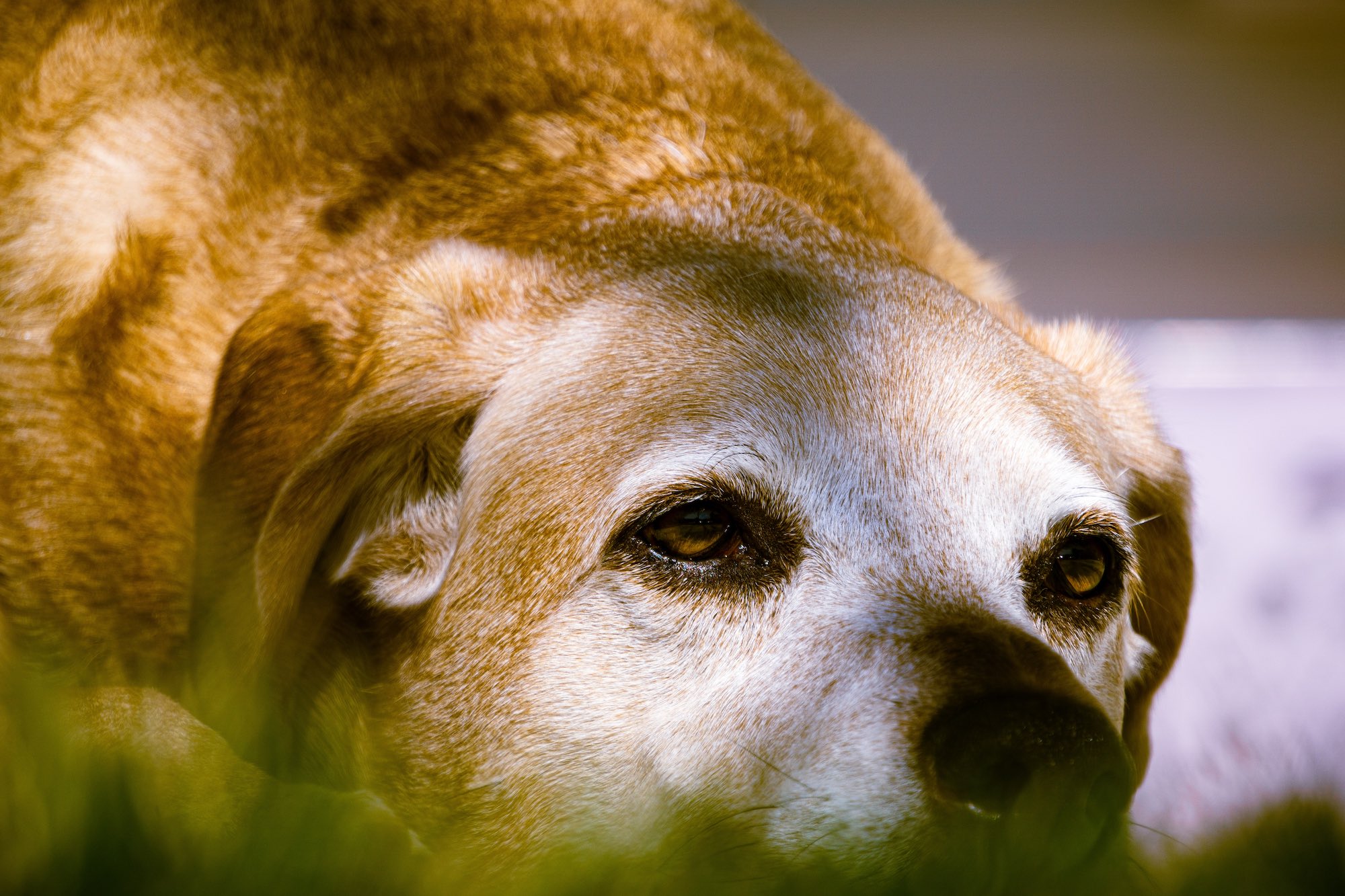 Do Elderly Dogs Eat Less