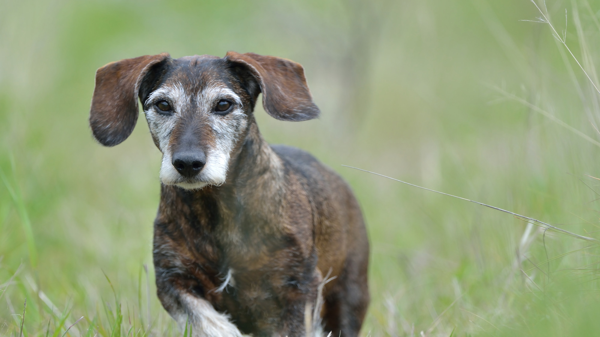 What You Should Know About Adopting An Older Dog