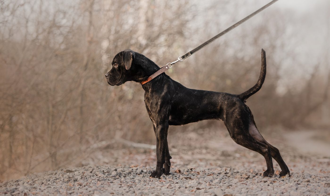 https://www.thefarmersdog.com/digest/wp-content/uploads/2021/01/Body-condition-black-dog-2-1400x832.jpg