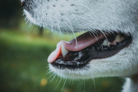 white stuff in dog's mouth