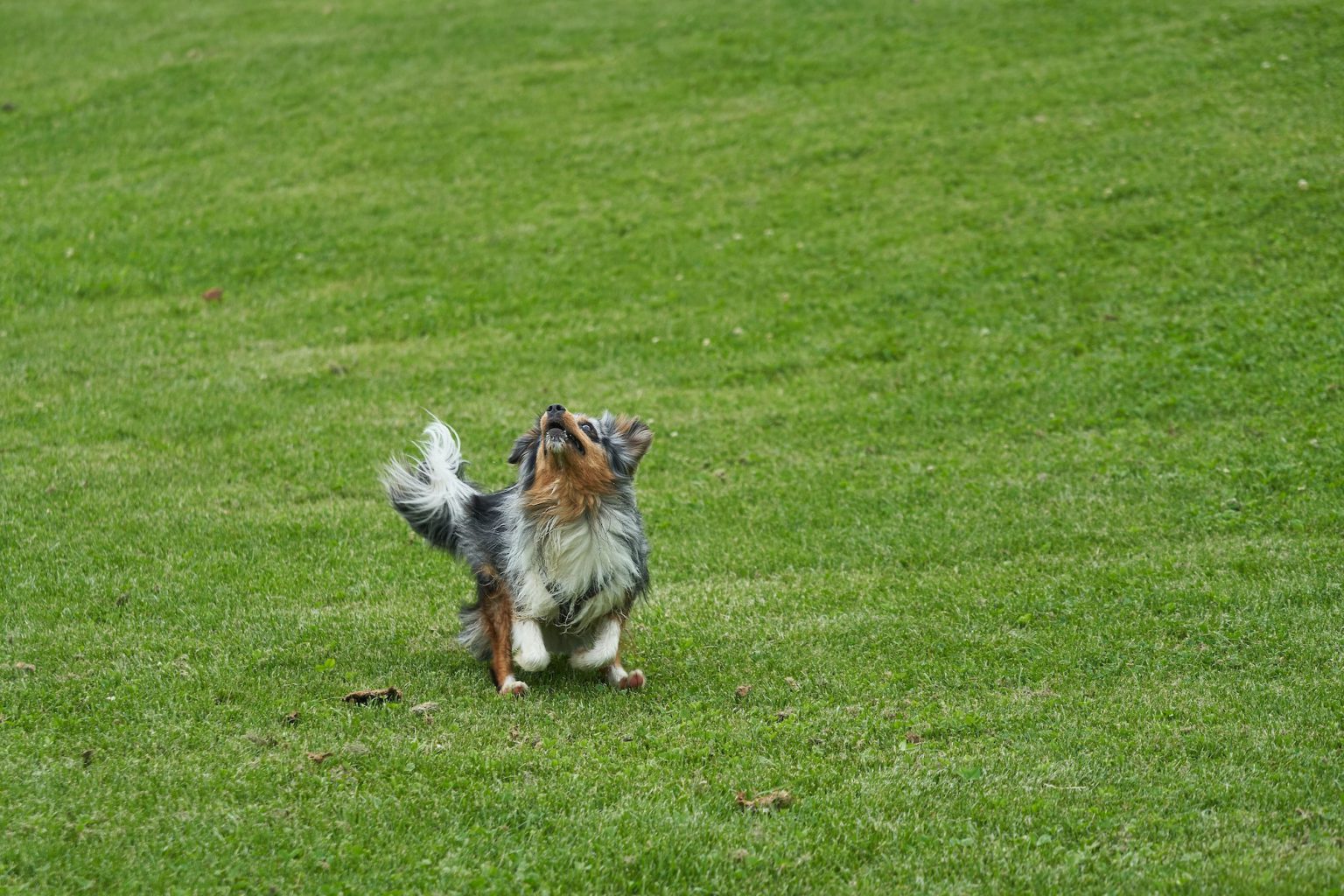 why-does-my-dog-scratch-the-ground