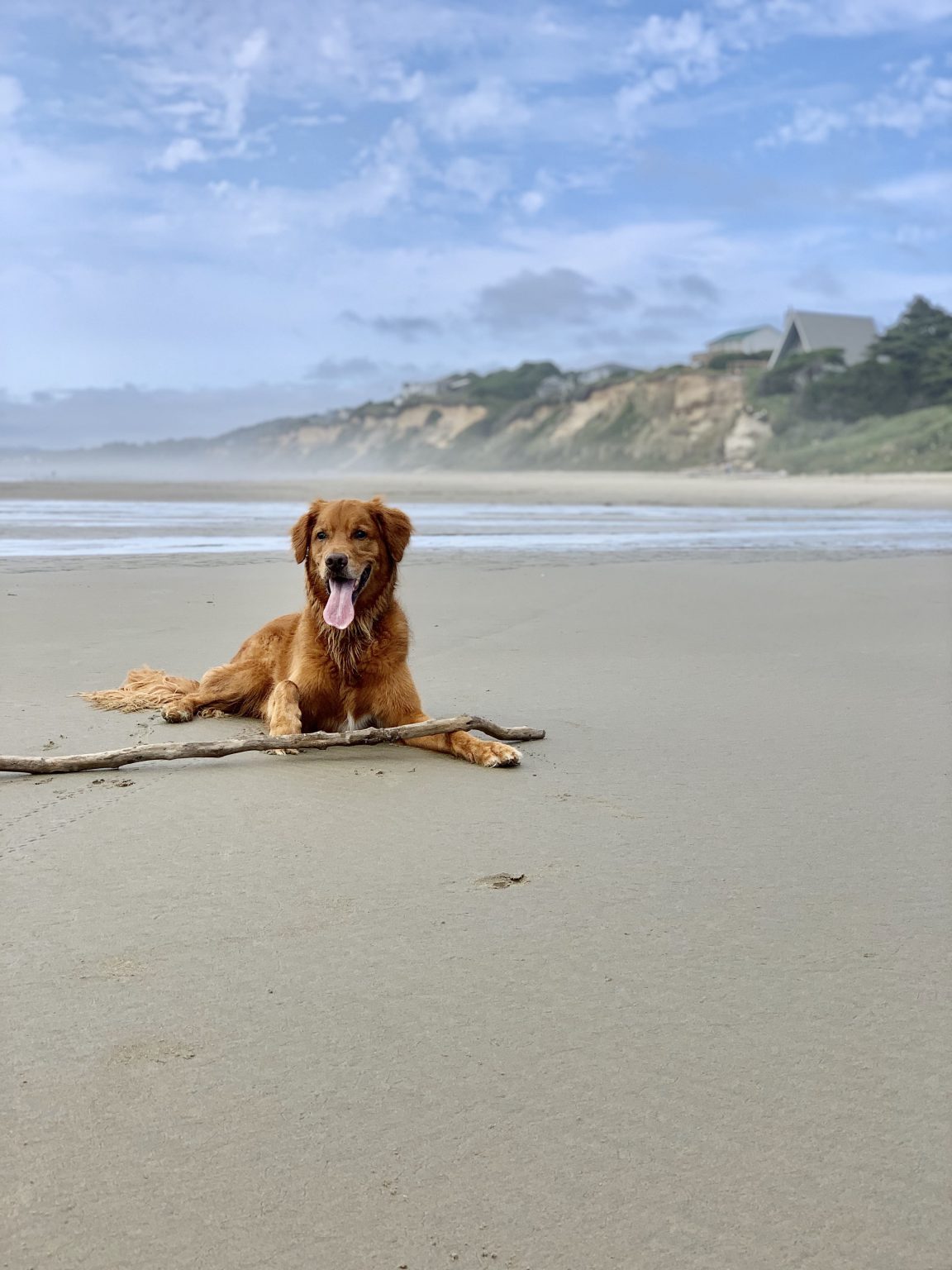 The Golden Retriever Guide: Food, Personality, Exercise, and More - The ...