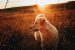 The Golden Retriever Guide: Food, Personality, Exercise, and More