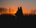 The German Shepherd Care Guide: Personality, History, Food, and More