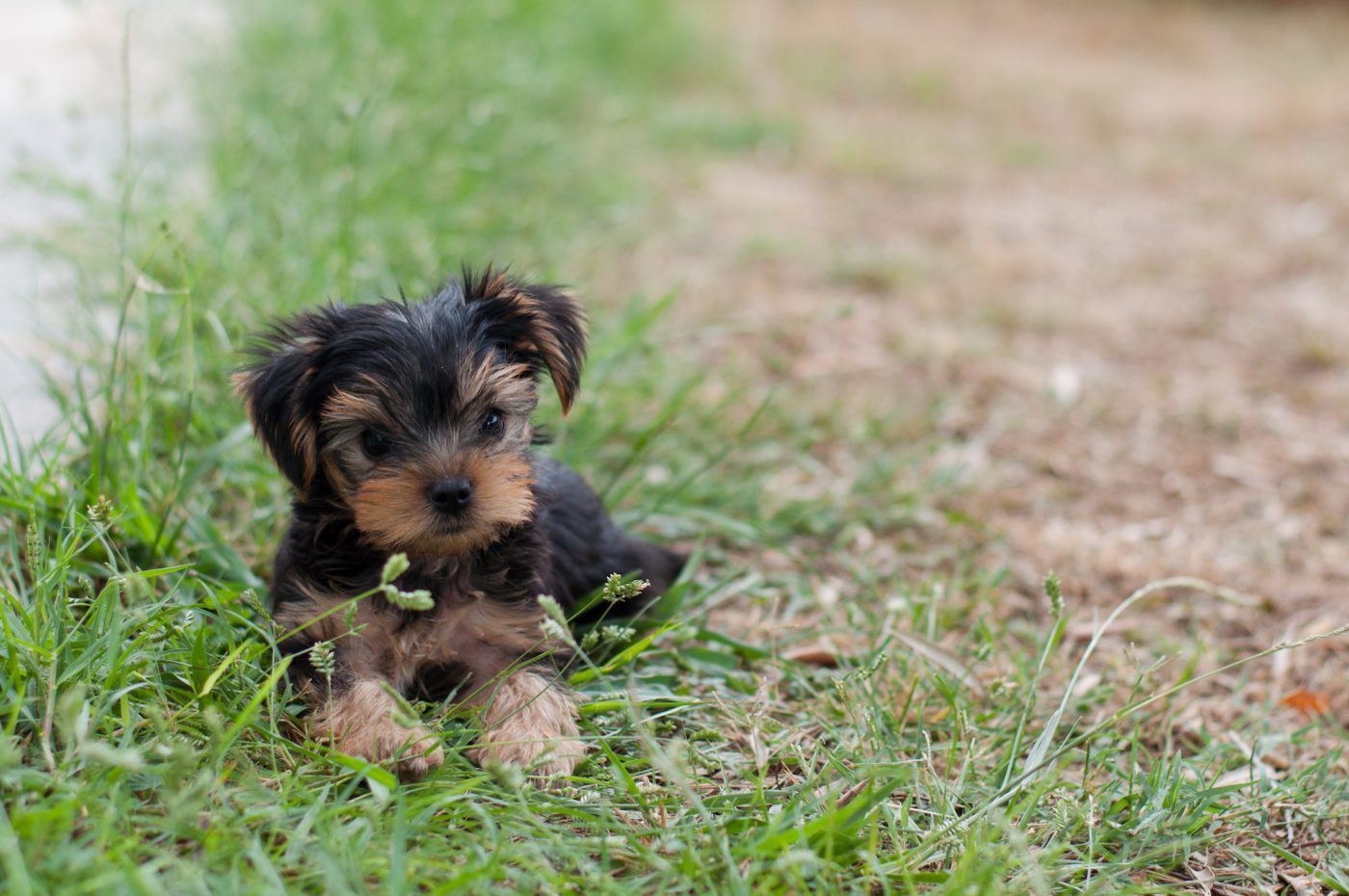 the-yorkie-guide-food-training-and-care