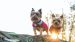 Yorkshire Terrier Breed Guide: Personality, History, Training, Food, and More