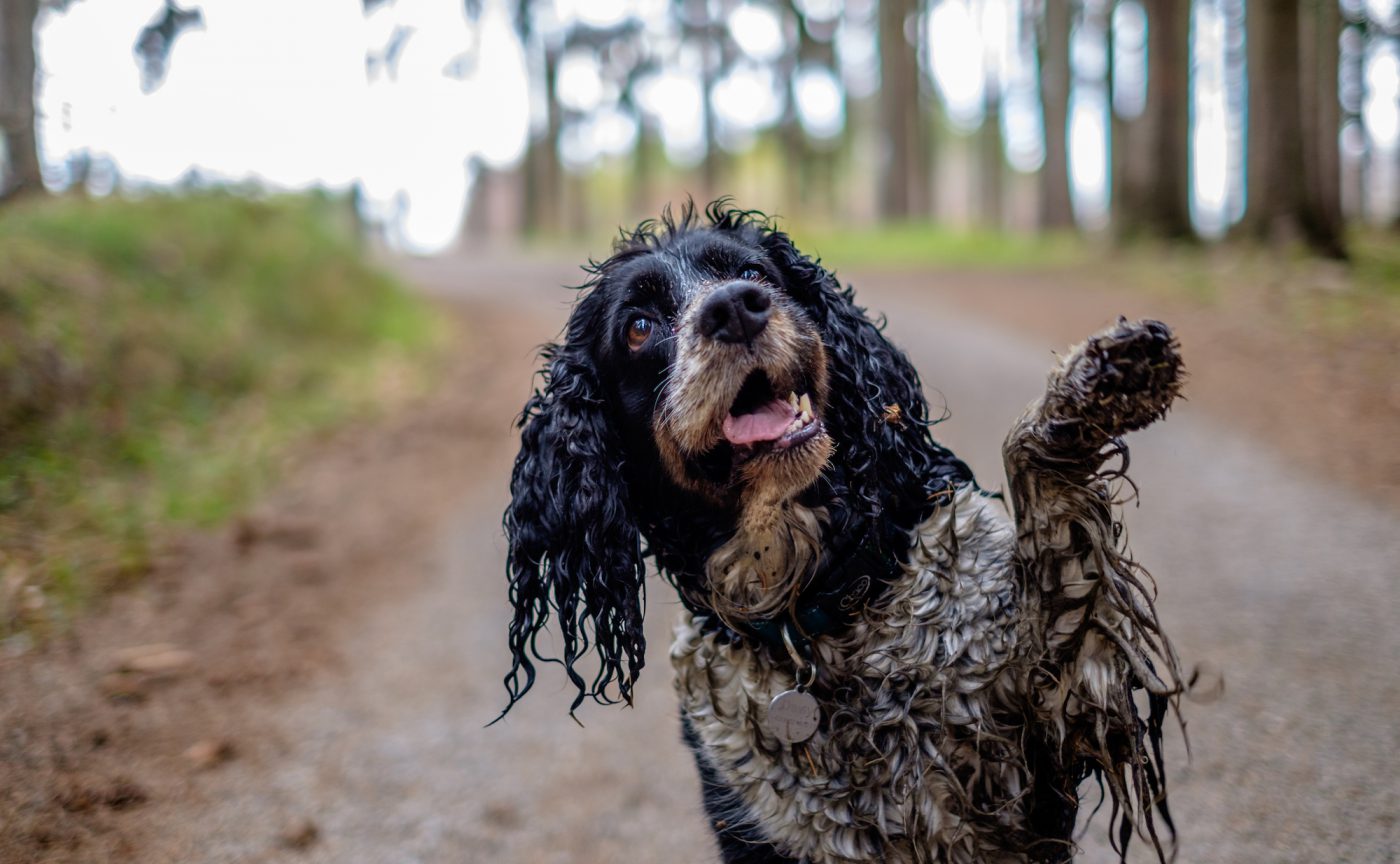 can dogs digest cotton balls