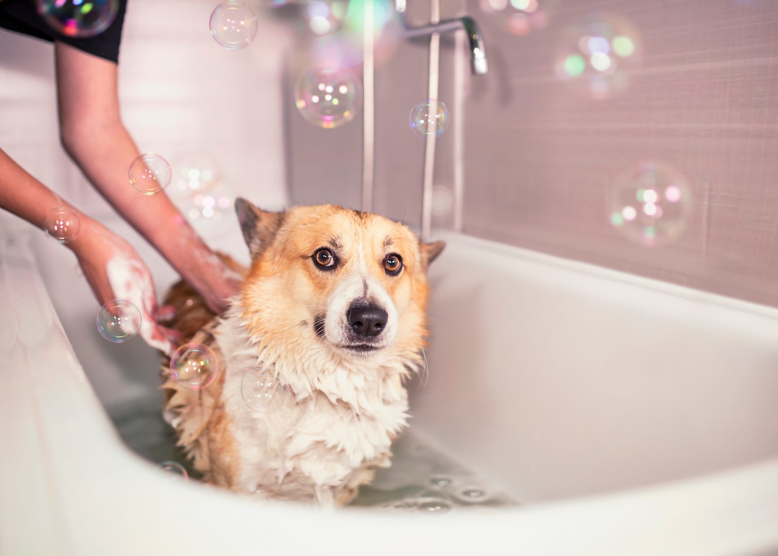 How to Bathe Your Dog