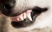 What Color Should My Dog’s Gums Be?