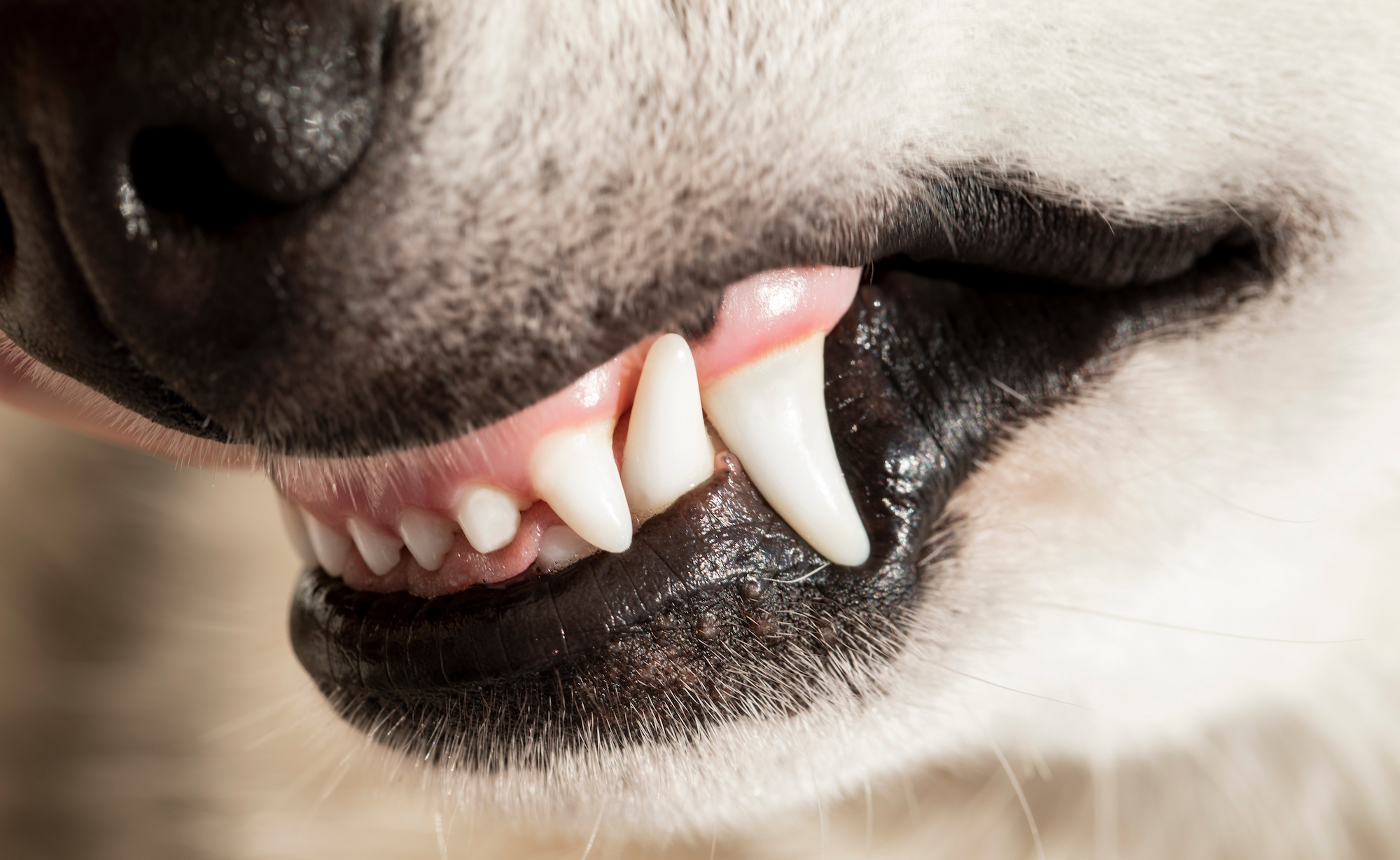 do pitbulls have black gums