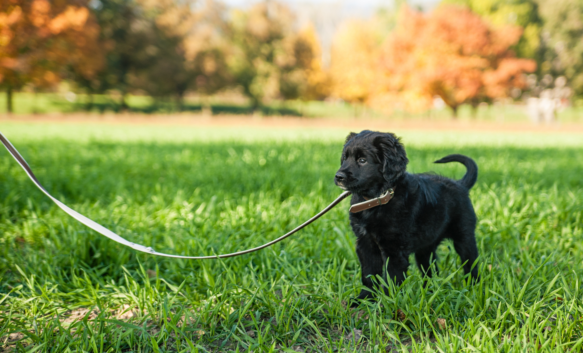 Train Your Dog To Poop On A Leash