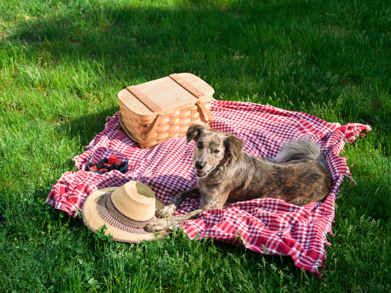 the-farmer-s-dog-food-doggear