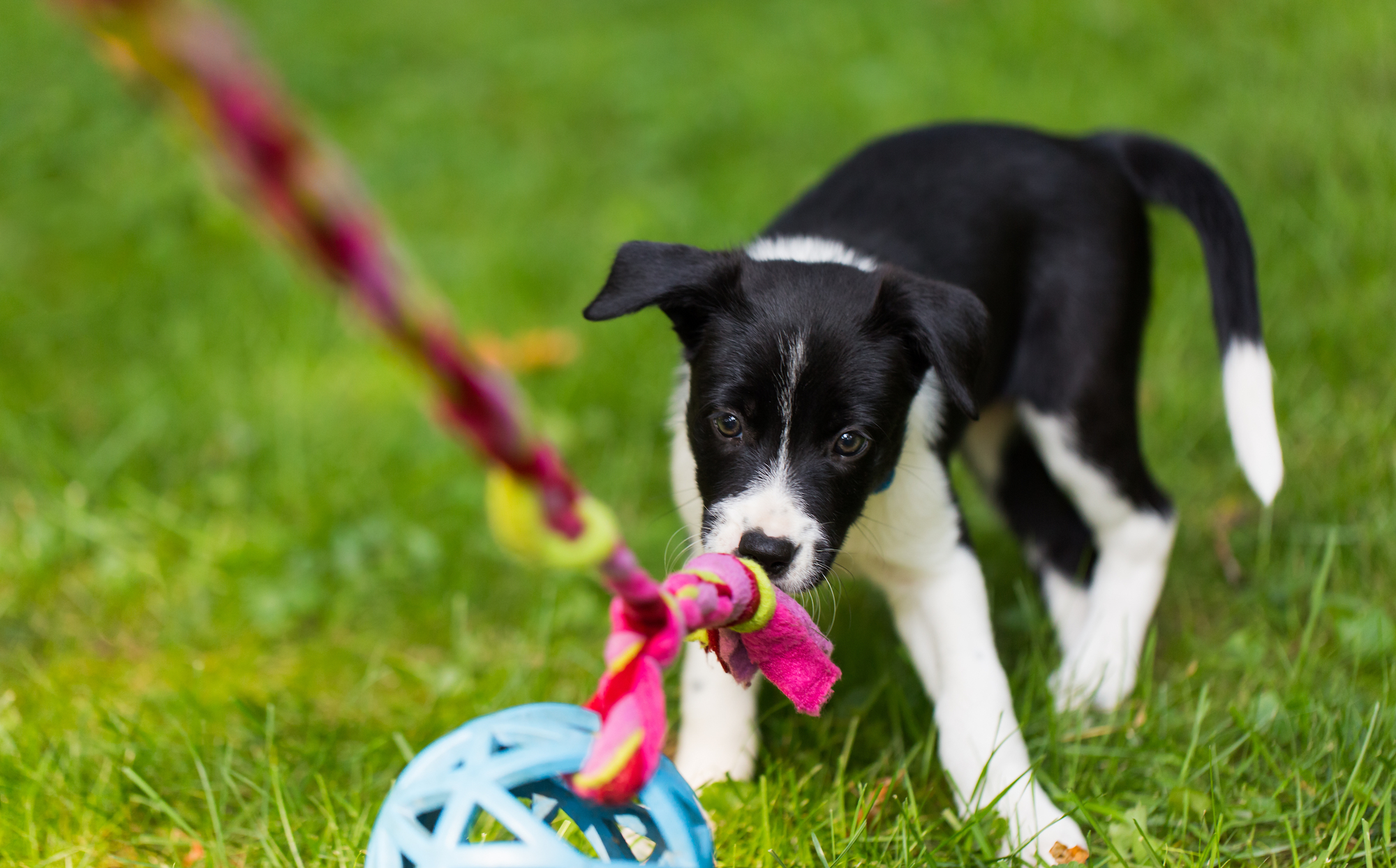 Puppy Development Stages: Your Puppy During the First 6 Months
