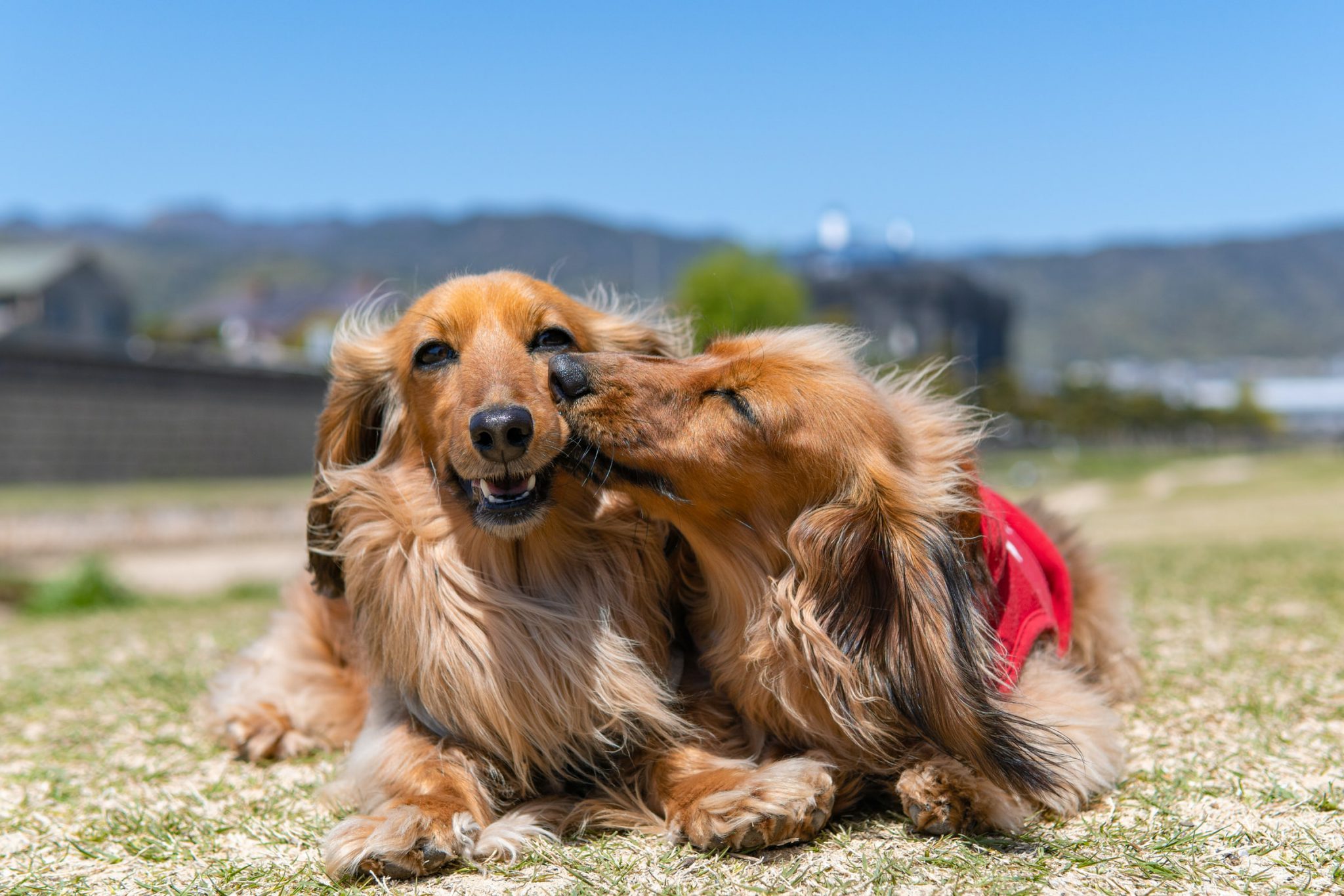 The Dachshund Guide: History, Personality, Food, Training, Care, And ...