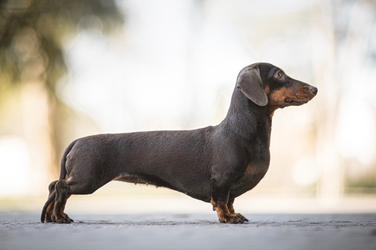 Meet the Dachshund: Personality, Health, and Care