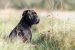 The Cane Corso Guide: History, Personality, Care, Food, and More