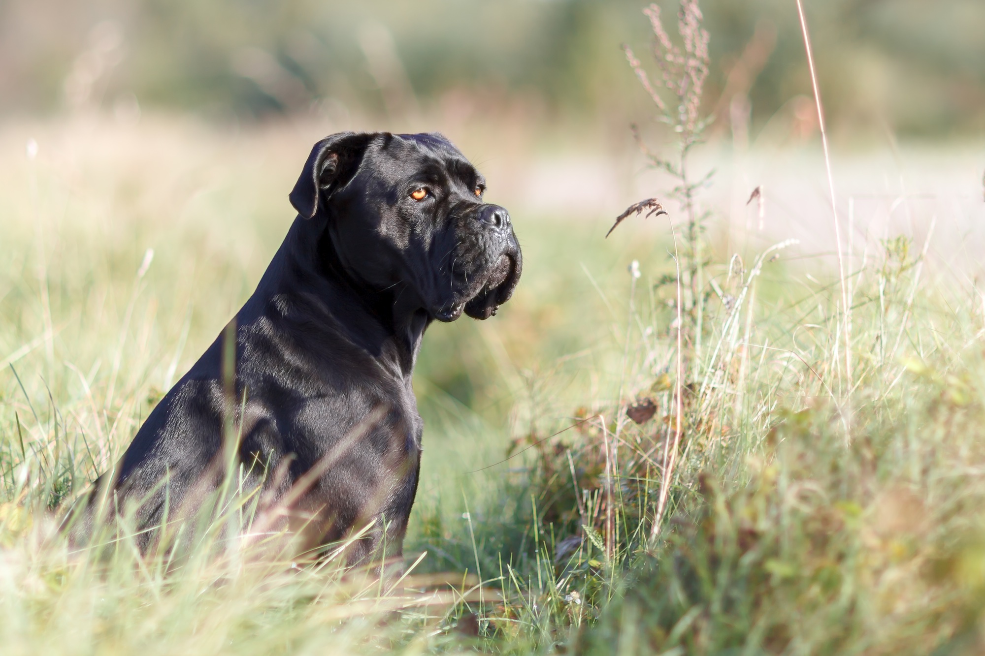 Blue Blood Cane Corso  Dog Breed Facts and Information - Wag! Dog