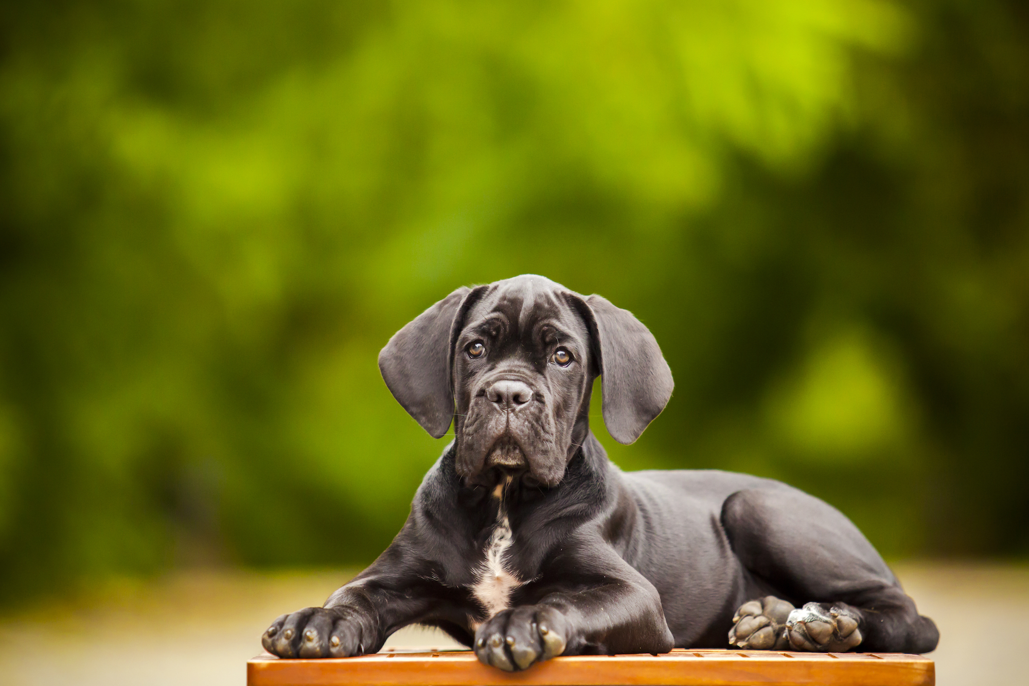is it safe to do natural breeding of cane corso