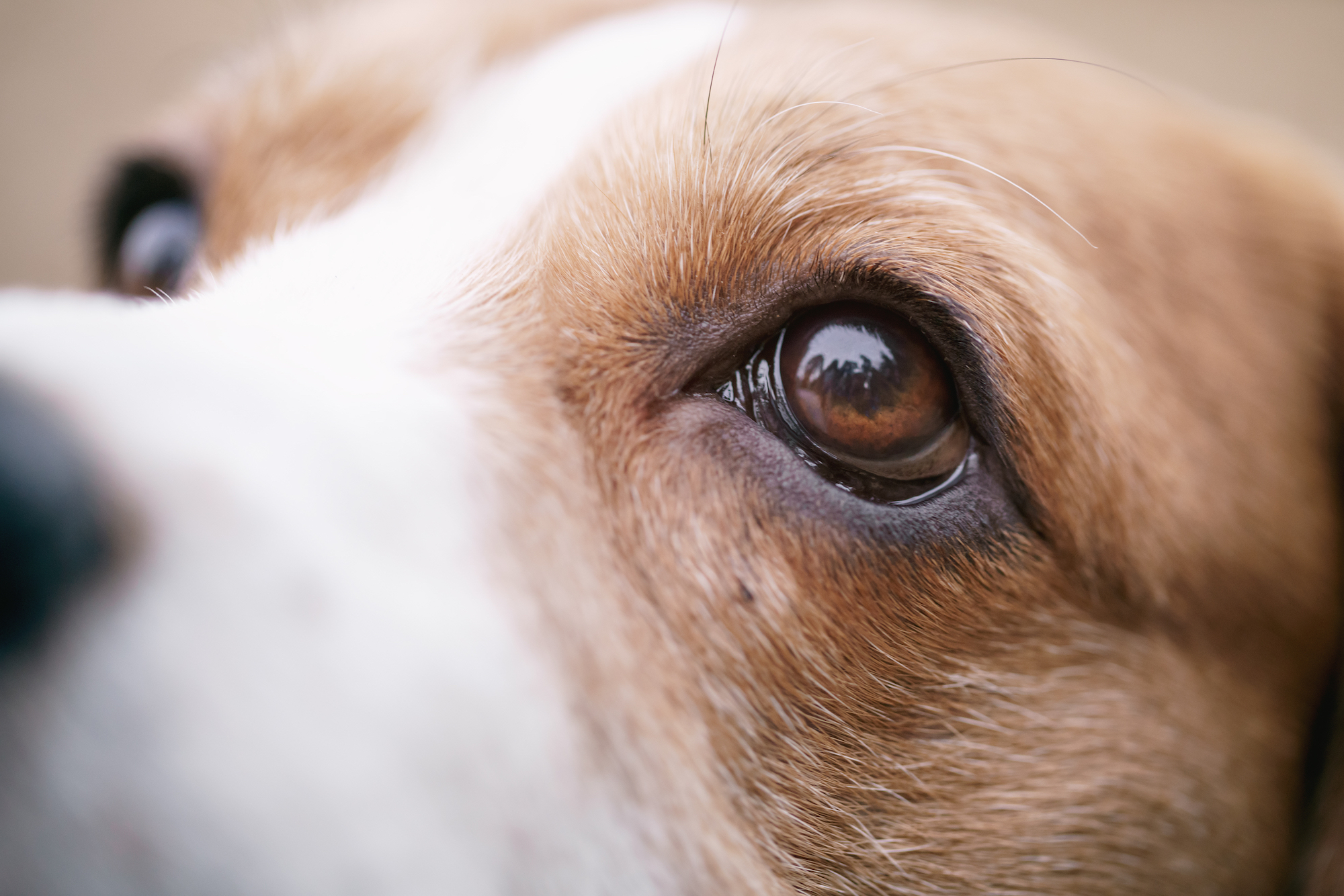 why do dogs have two eyelids
