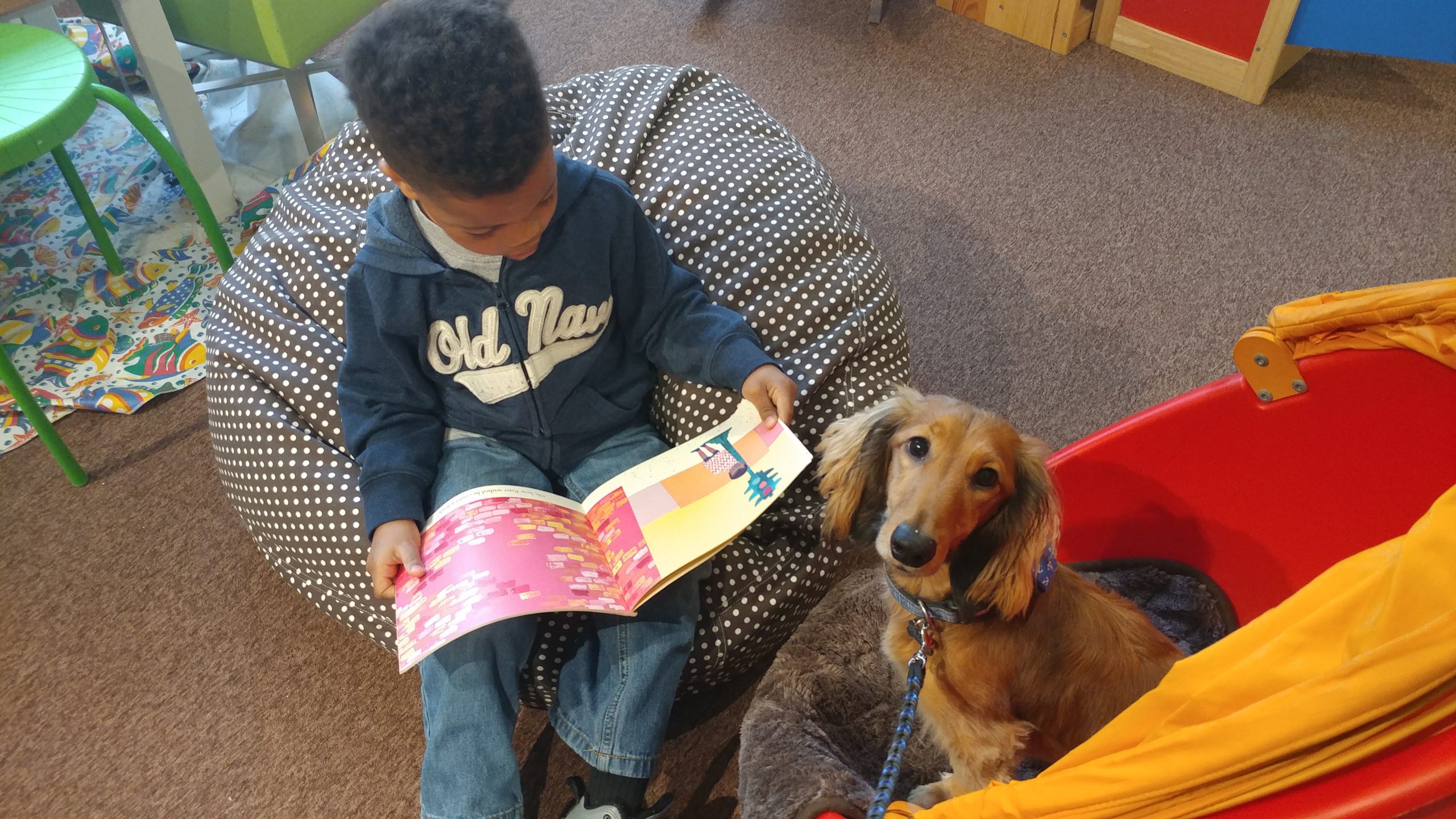 Canine Comfort How To Train A Therapy Dog