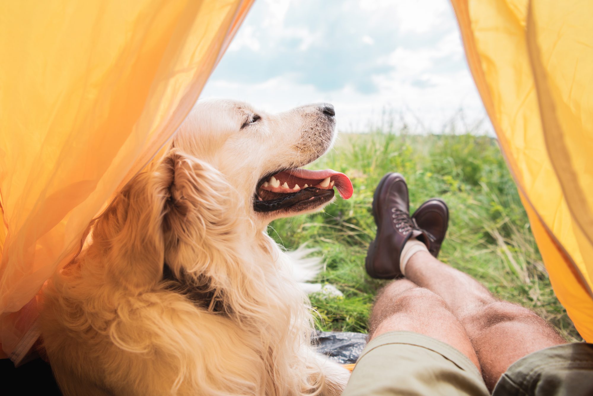 A Guide to Dog Allergies - Camping With Dogs