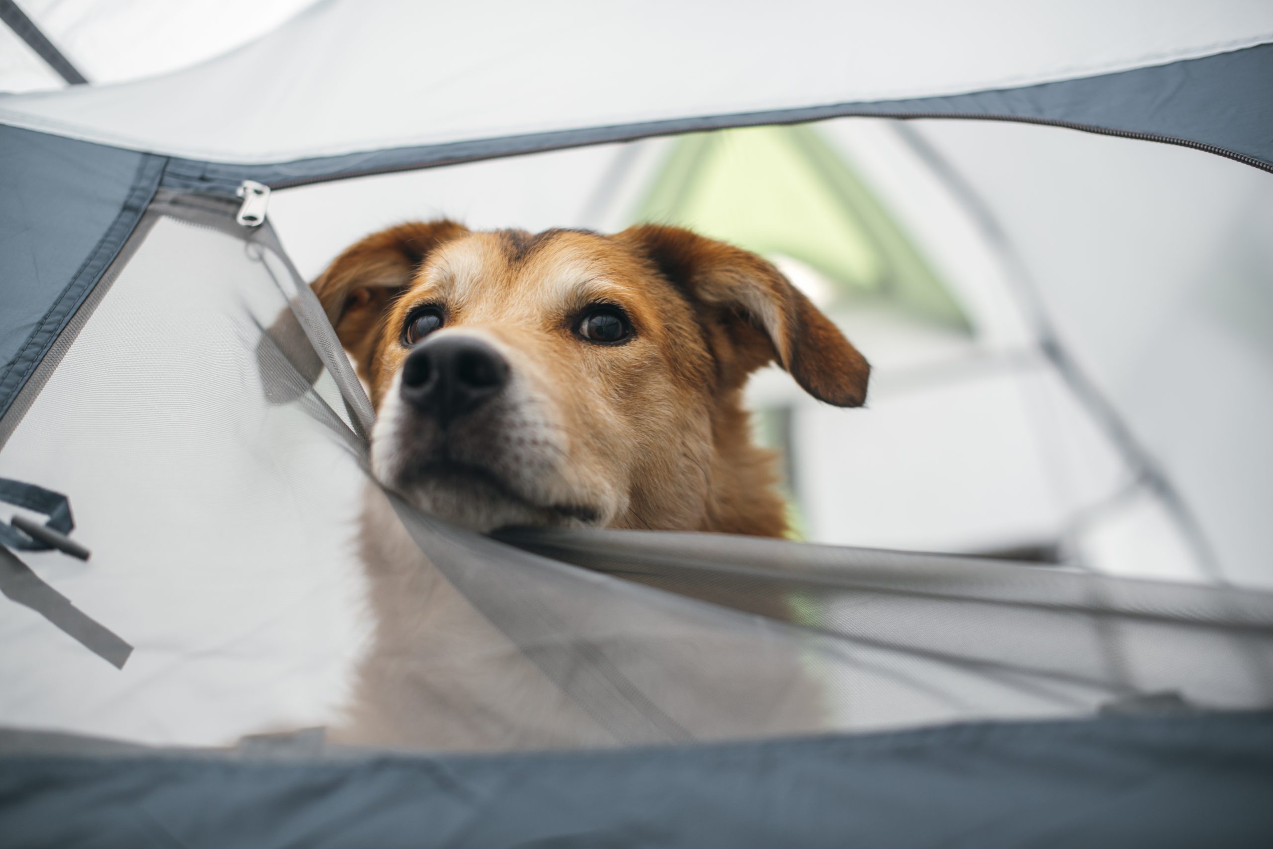 A dog's head poking out of a tent.