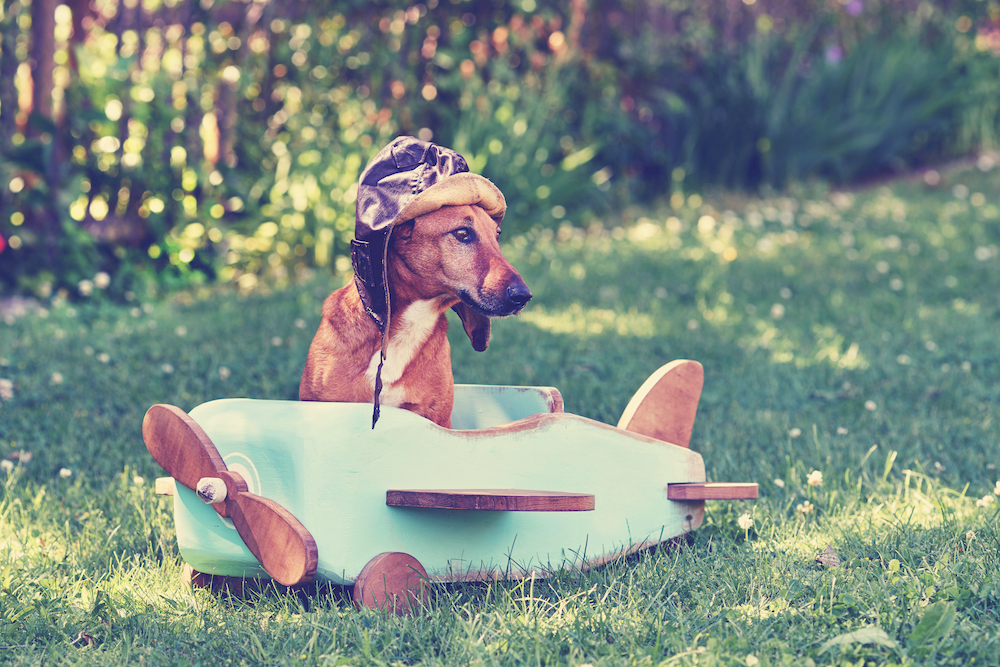 traveling-with-your-dog-bringing-dogs-on-airplanes-trains-and-buses