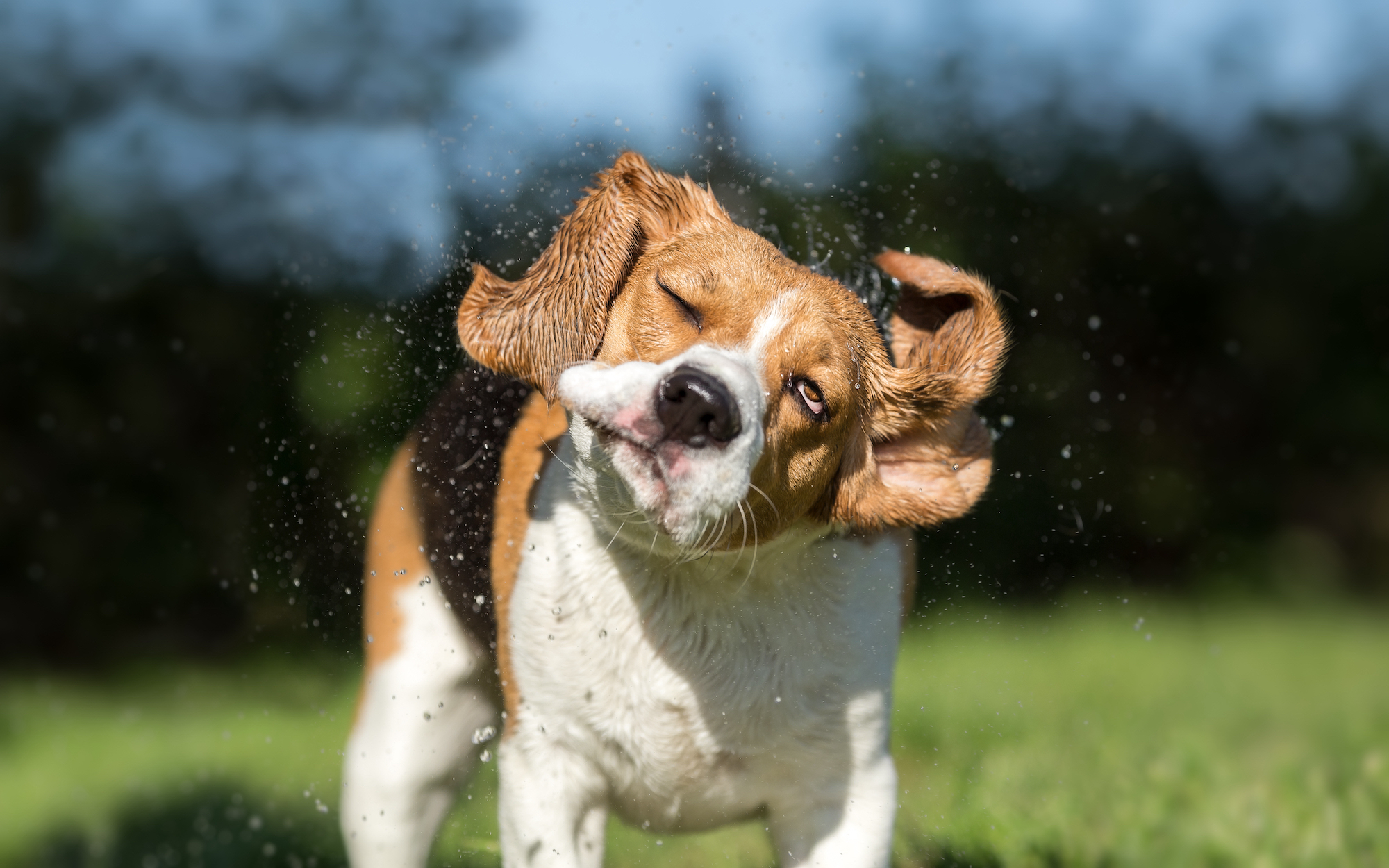 Why Do Dogs Shake 