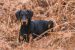 The Doberman Pinscher Care Guide: Personality, History, Food, and More