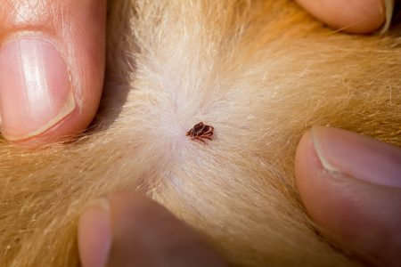 How to Properly Remove Ticks from Your Dog