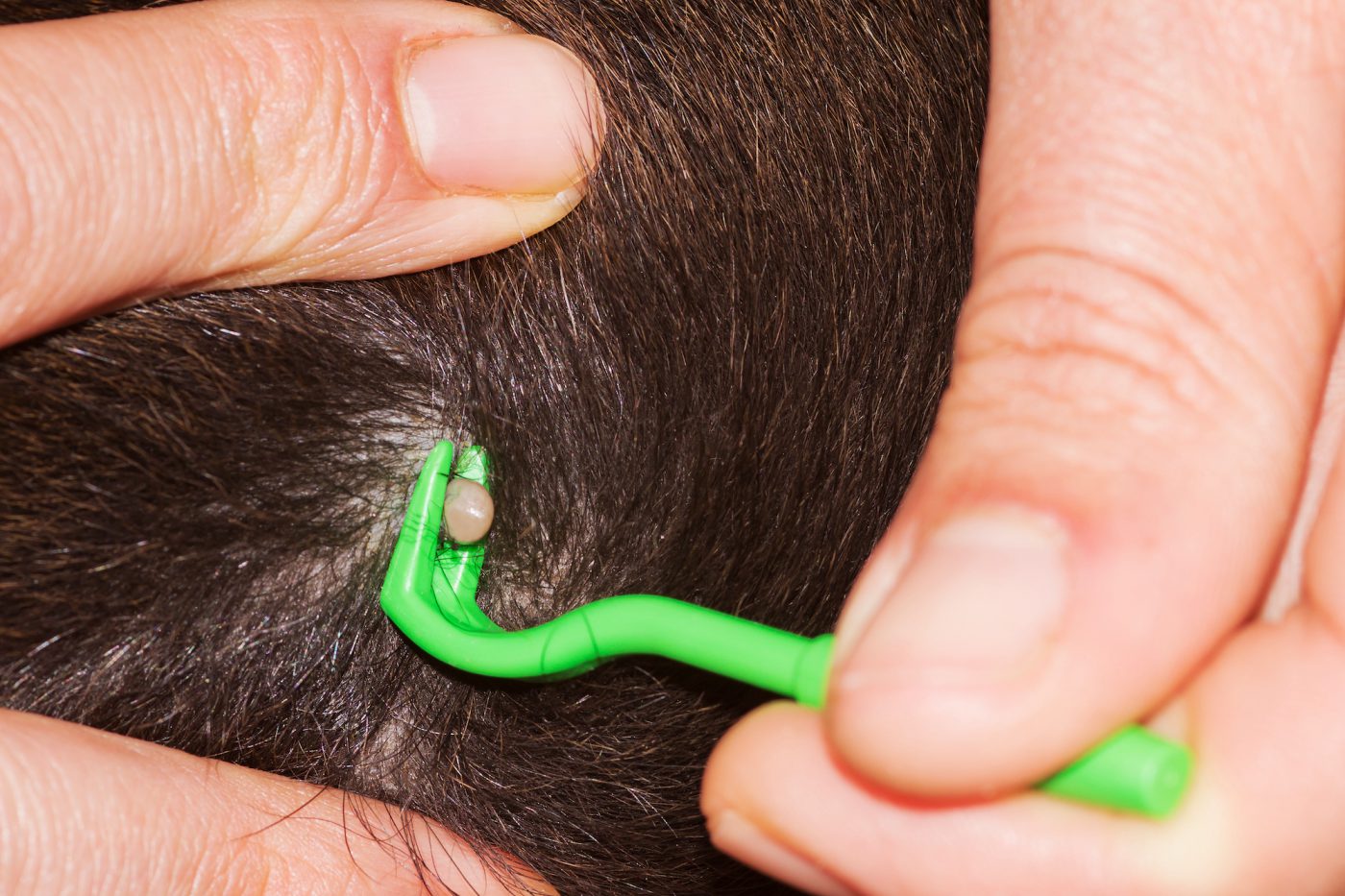 how-to-properly-remove-ticks-from-your-dog